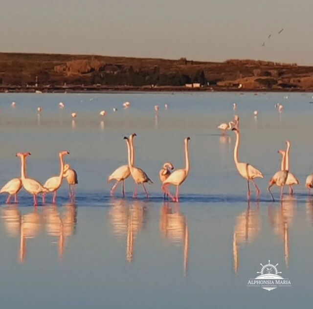 Pink is the colour ! 🌸
