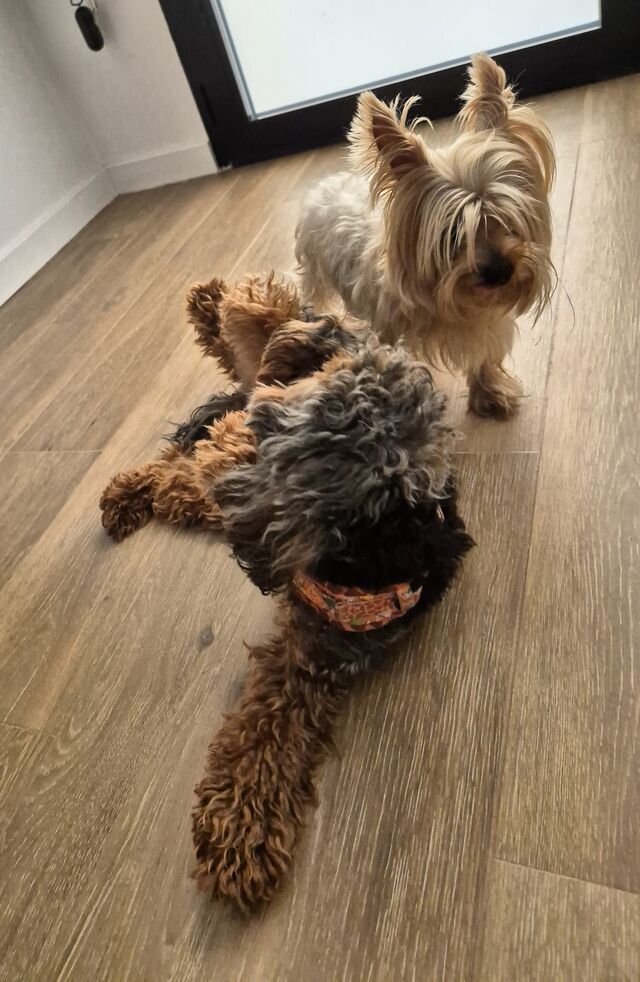 Petter y Merceditas 💙💕