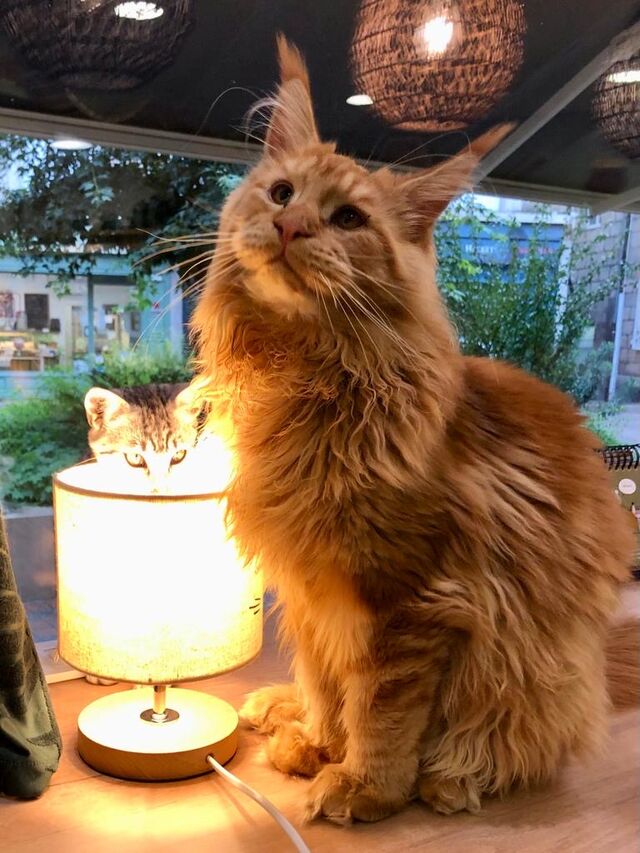 “Hélène, Maurice prend un bain de soleil”