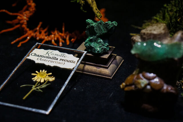 Sonderausstellung 24/25: Tigerauge trifft Löwenzahn