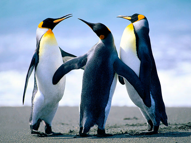 Pinguine beim Tanzen ggrujtehz