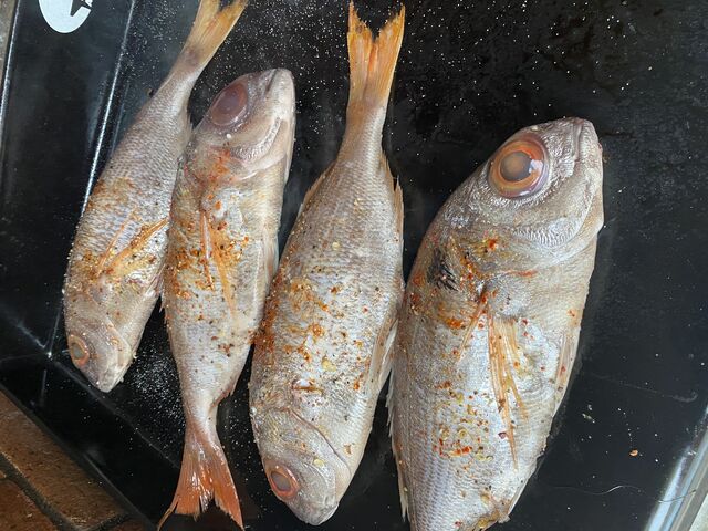 dorade de iles de Porquerolles 