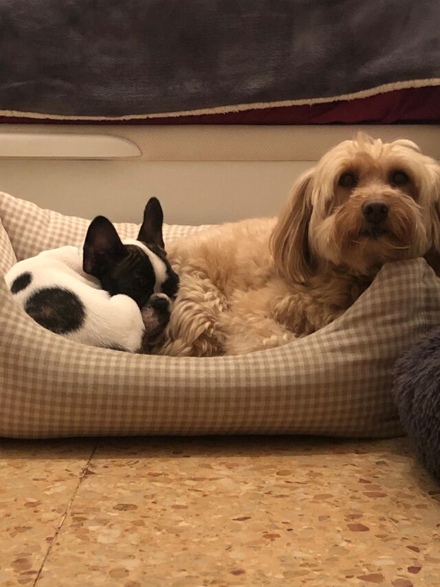 Cali y su buen compañero Gypsy 