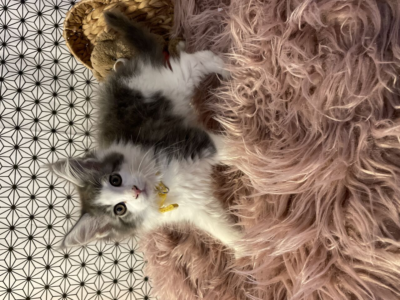 Petite femellle