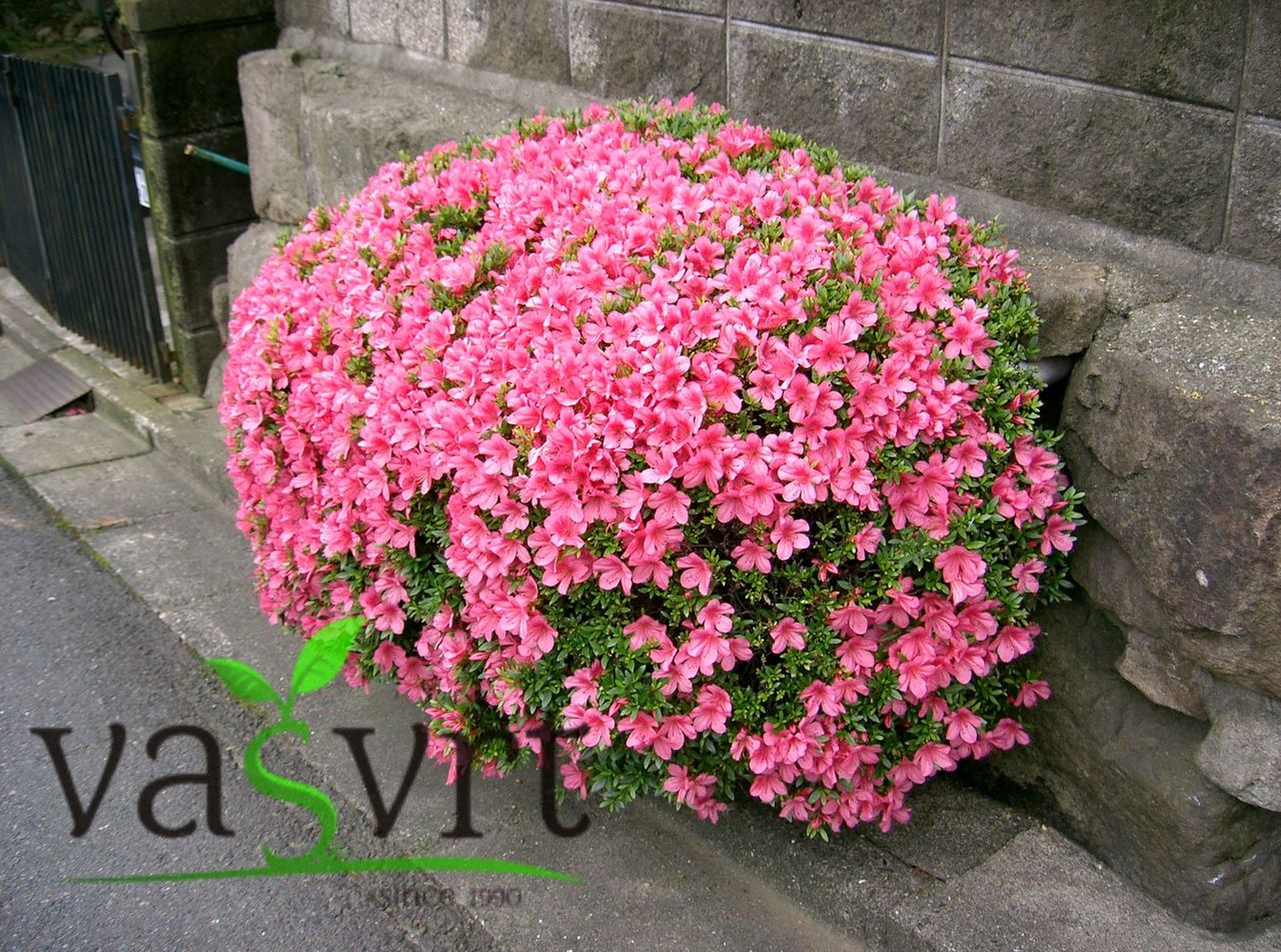  Rhododendron indicum