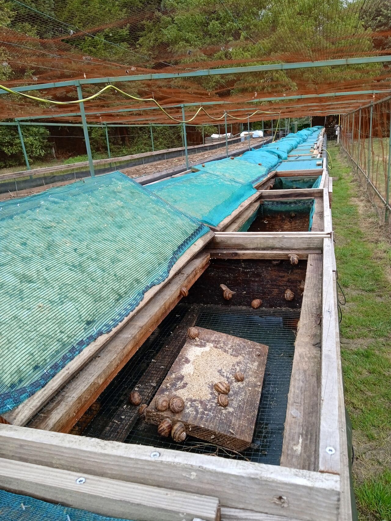 Les escargots nés en nurserie et les reproducteurs profitent du les parcs en hors - sol