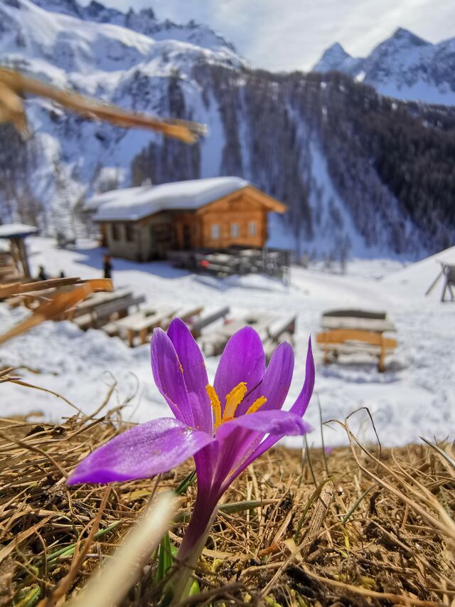 Krokusblüte
