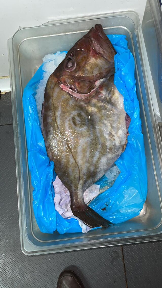 GALLO SAN PEDRO POR ENCARGO