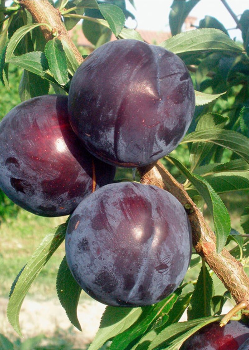 Prune early Queen - 3,35€/kg