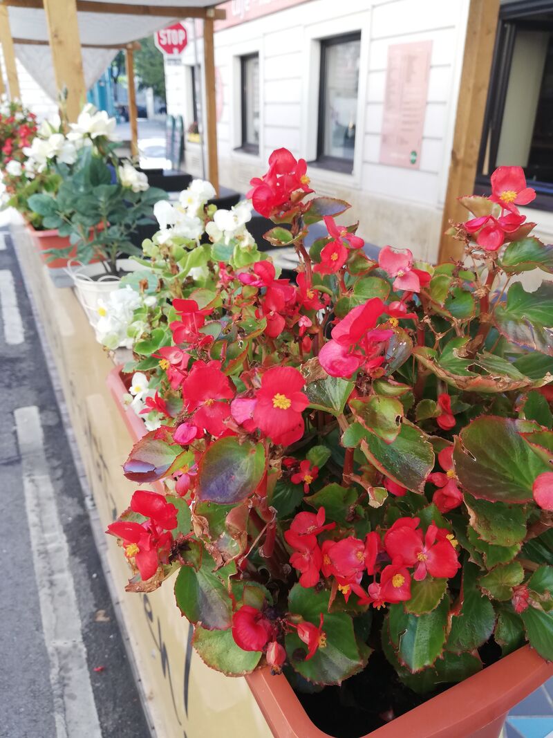 Gemütlicher Gastgarten 