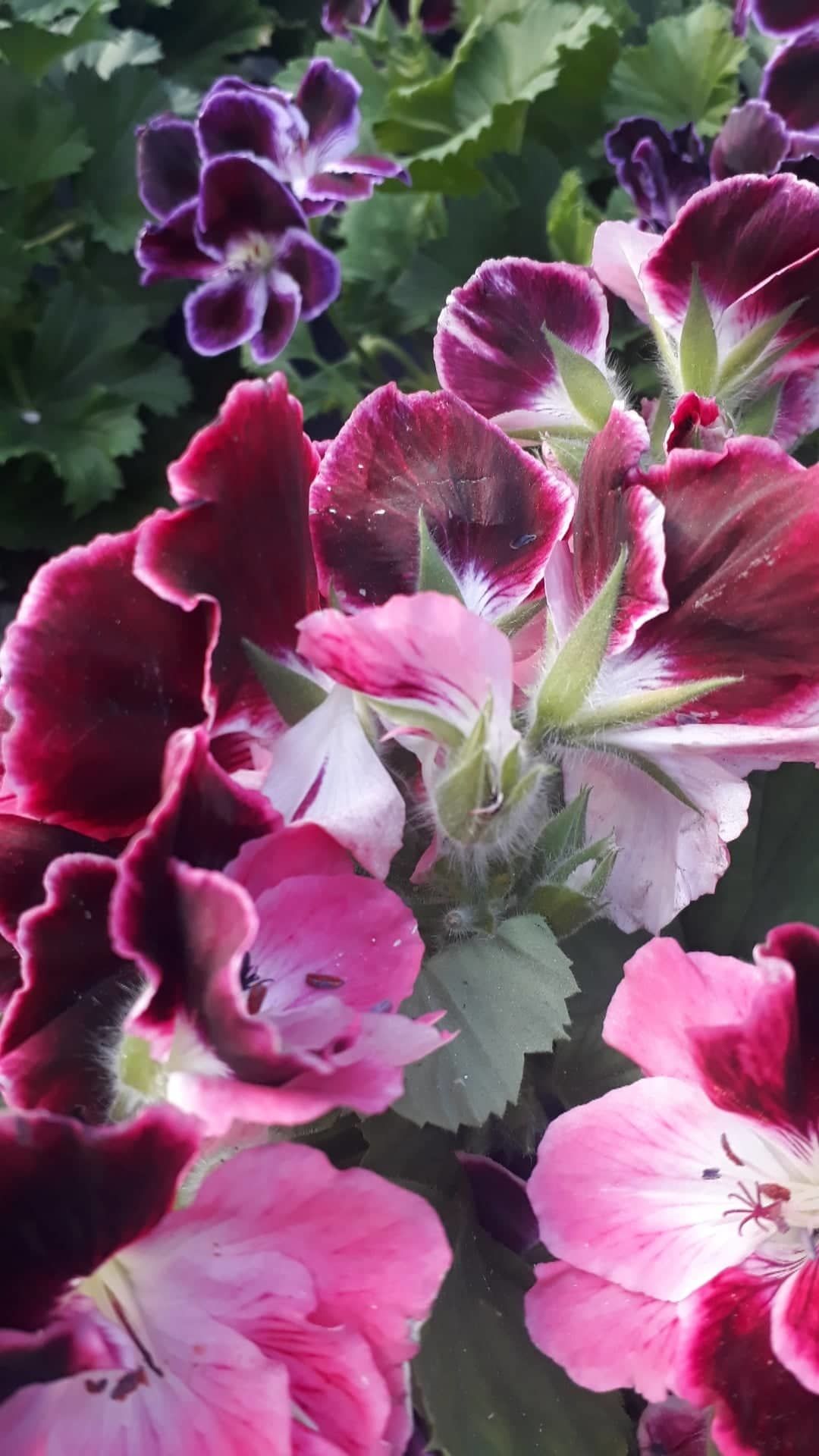 Pelargonija, žeravak, muškatla, điran