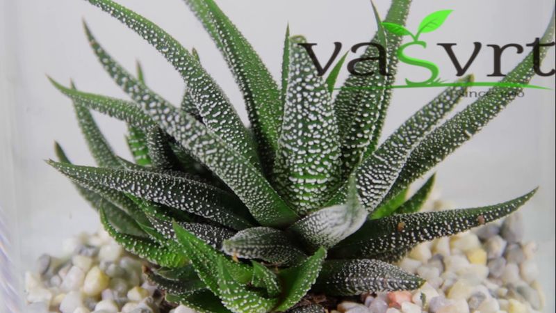 Havortija-Haworthia