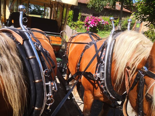 nos comtoises équipées des harnais Américains