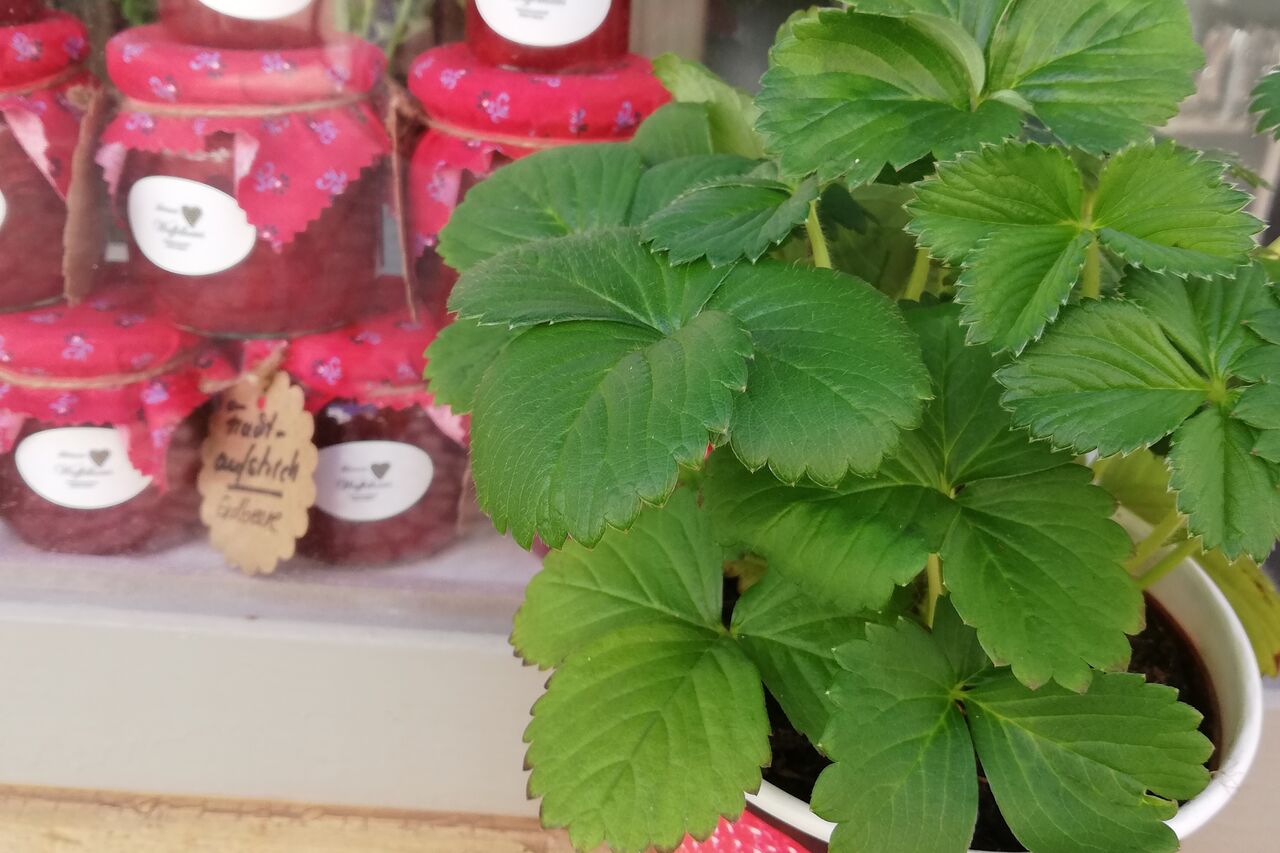 Von der Waffel ins Glas