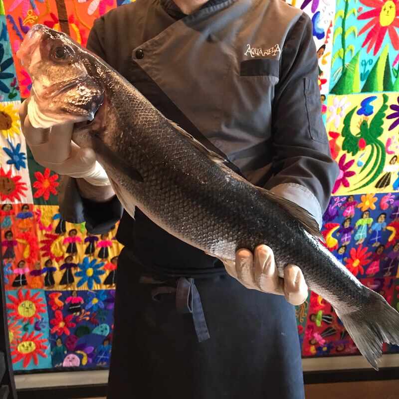 Peixe fresco e de grande qualidade