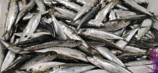 Sardines