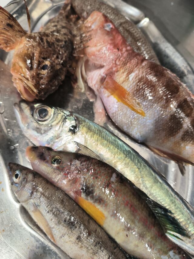 Petits poissons pour la soupe