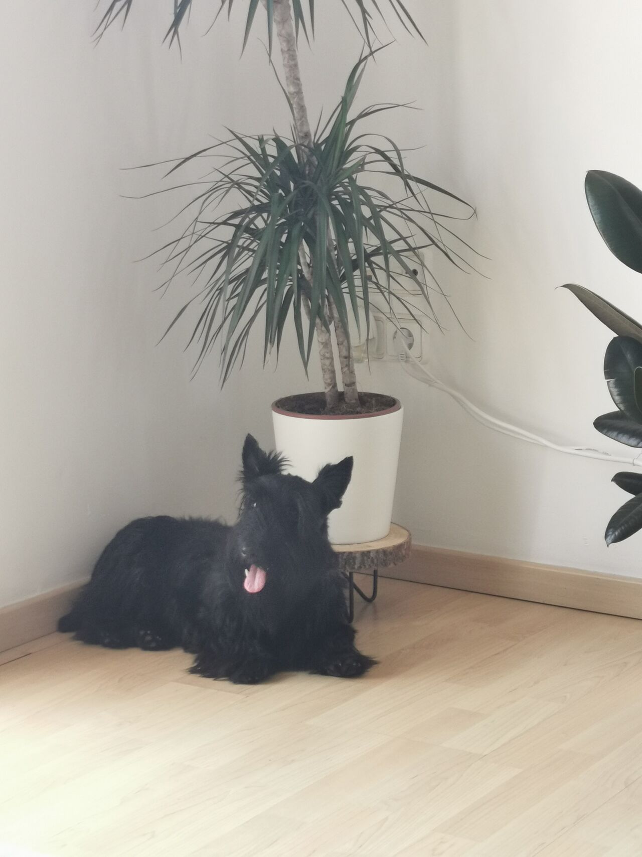 Pablo es parte de la decoración 😜