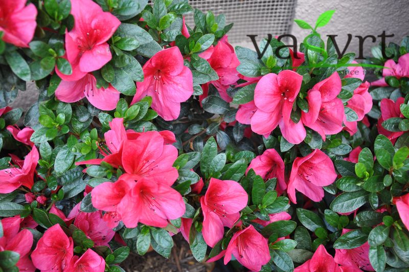  Rhododendron indicum