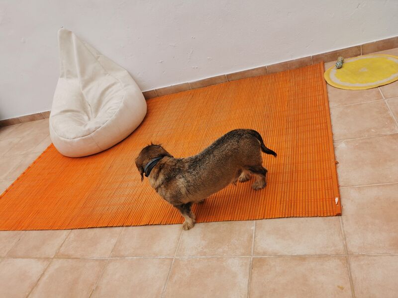 A Timón le encanta la Terraza 🐾