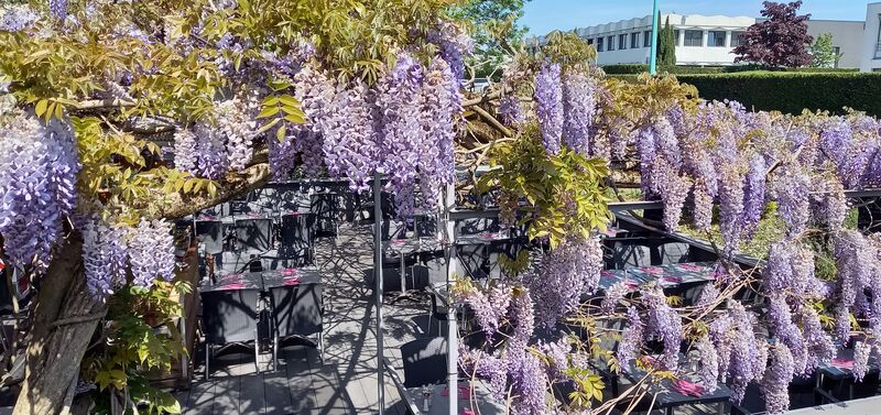 La glycine de la famille des Faboideae