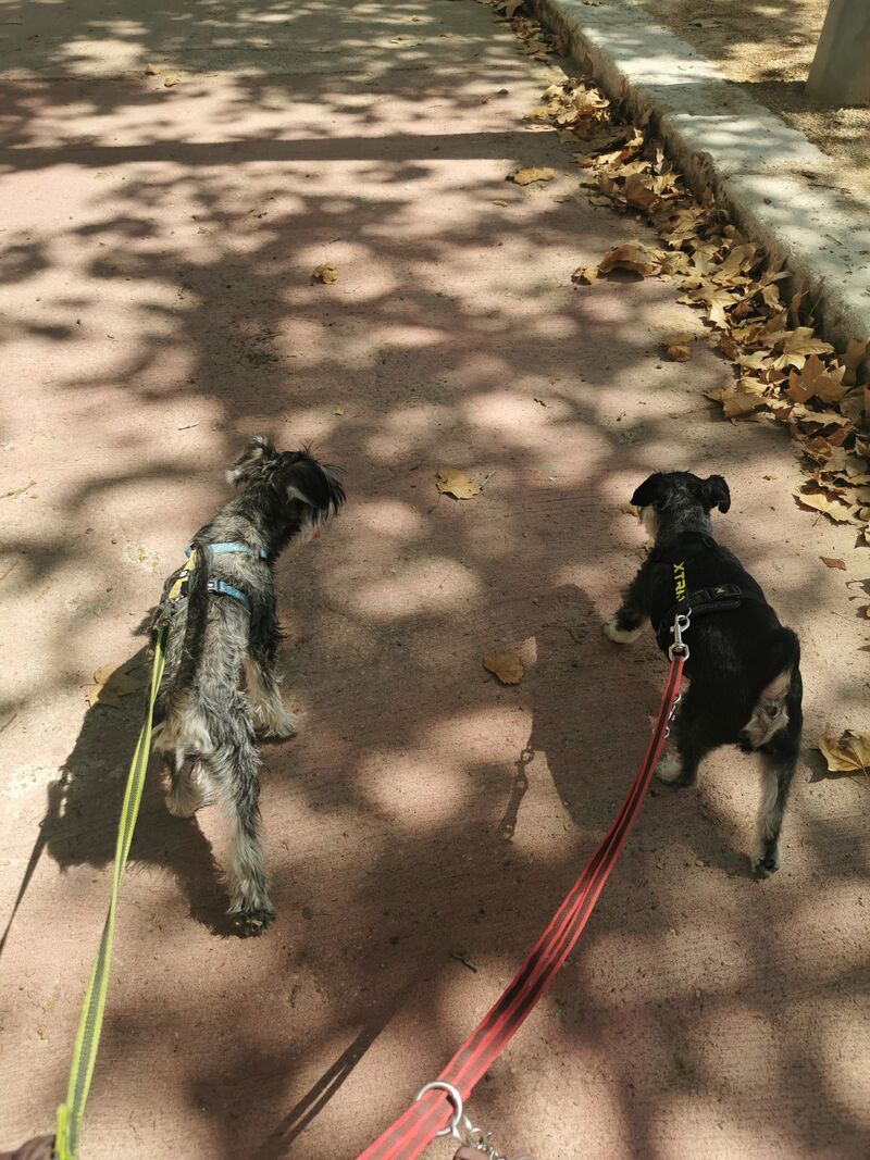 Gran paseo de Data y Qwerty 