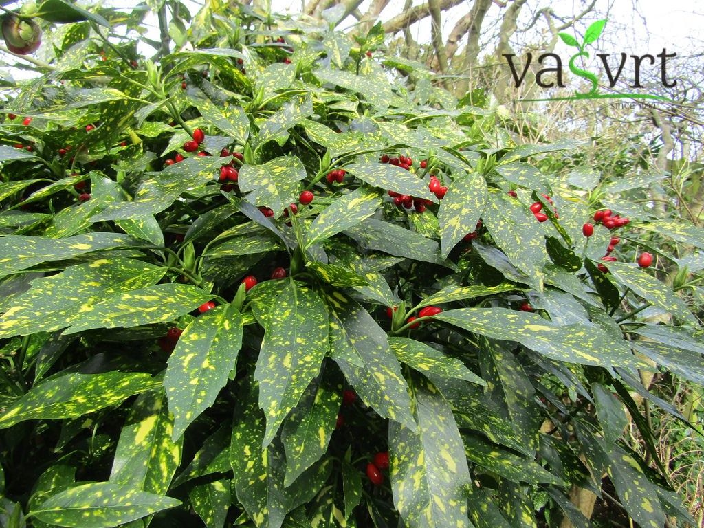 AUCUBA JAPONICA- JAPANSKI LOVOR- PJEGAVI JAVOR