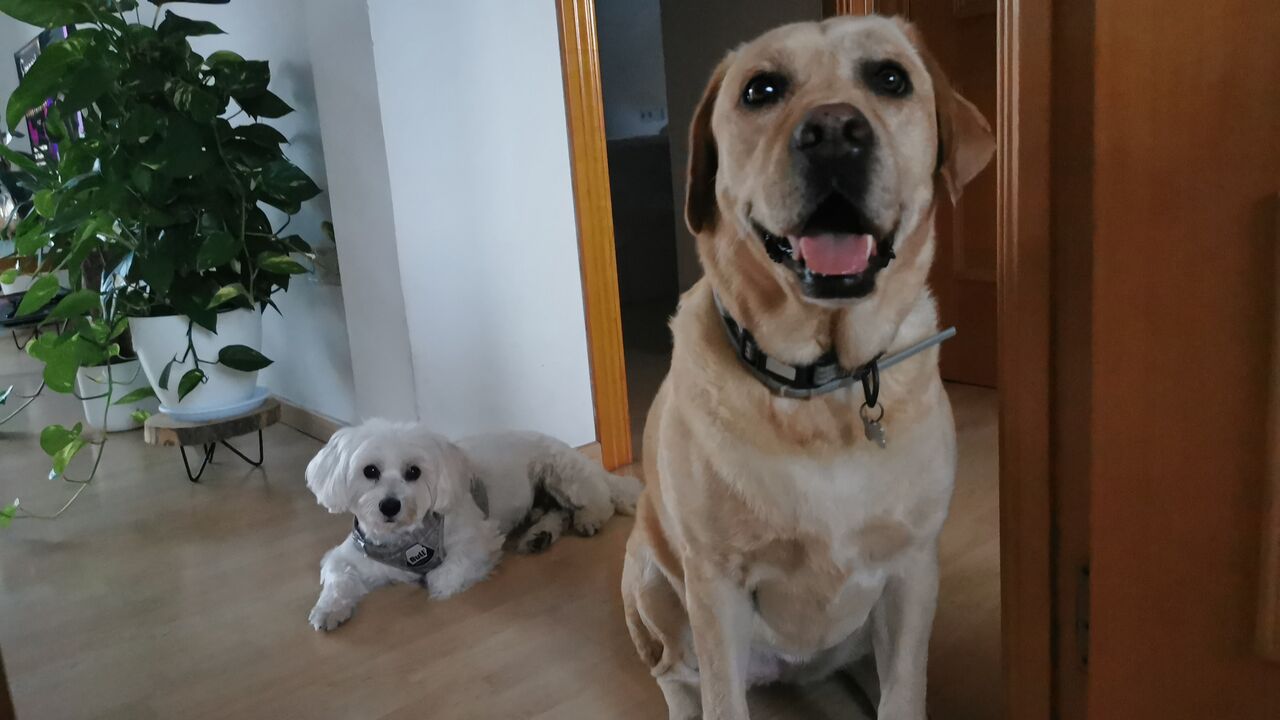 Pufy y Hawaii son grandes amig@s 🐾