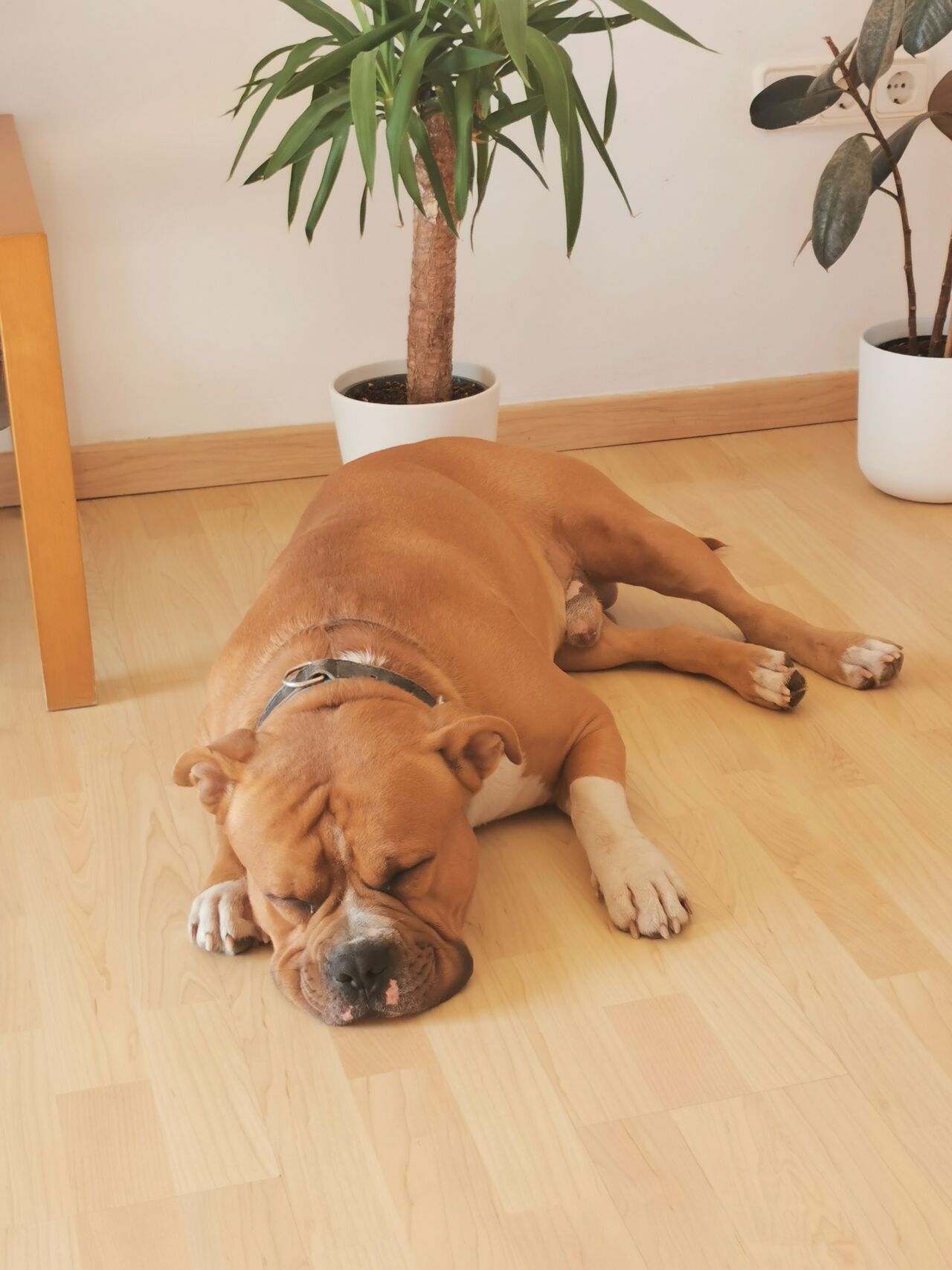 Yo soy el Sr Bicho 🐾💙