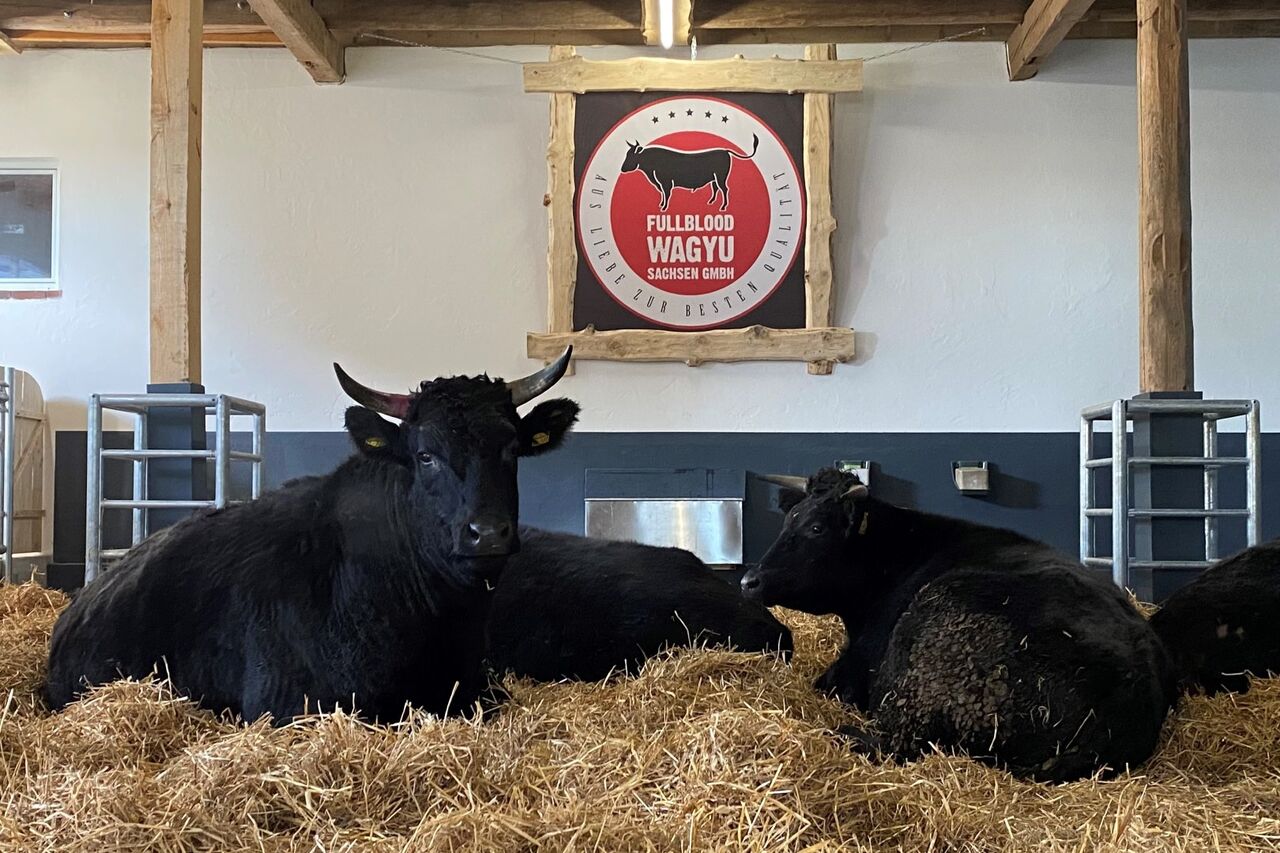 Wagyu Rinder