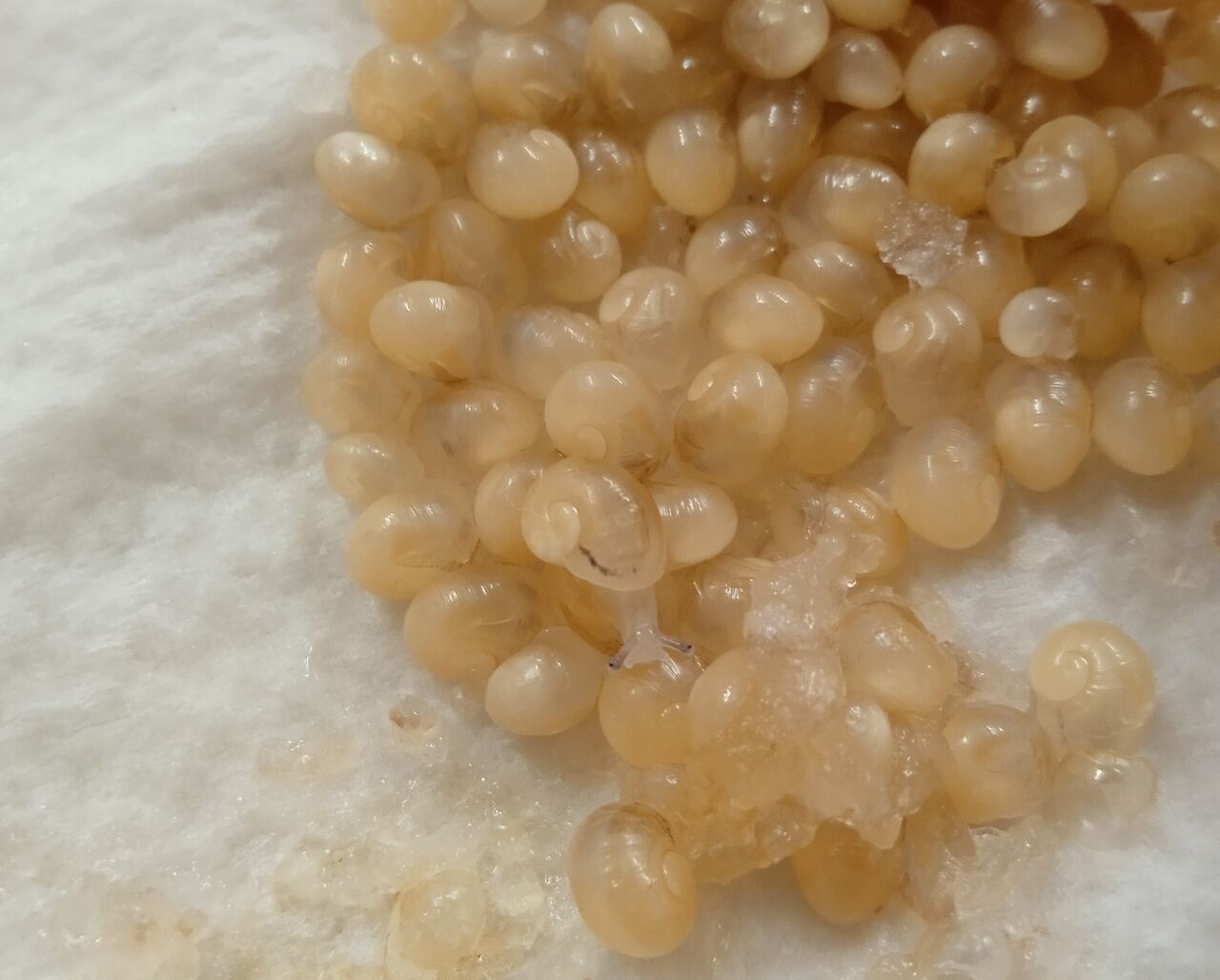 Deuxième semaine d'incubation