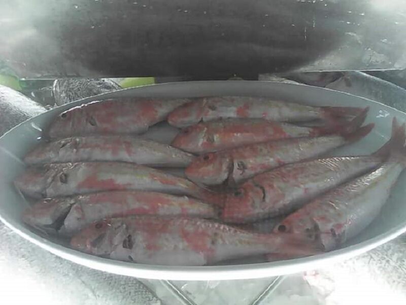 com uma selecção variada de peixe fresco o restaurante Manuel Julio marca a diferença