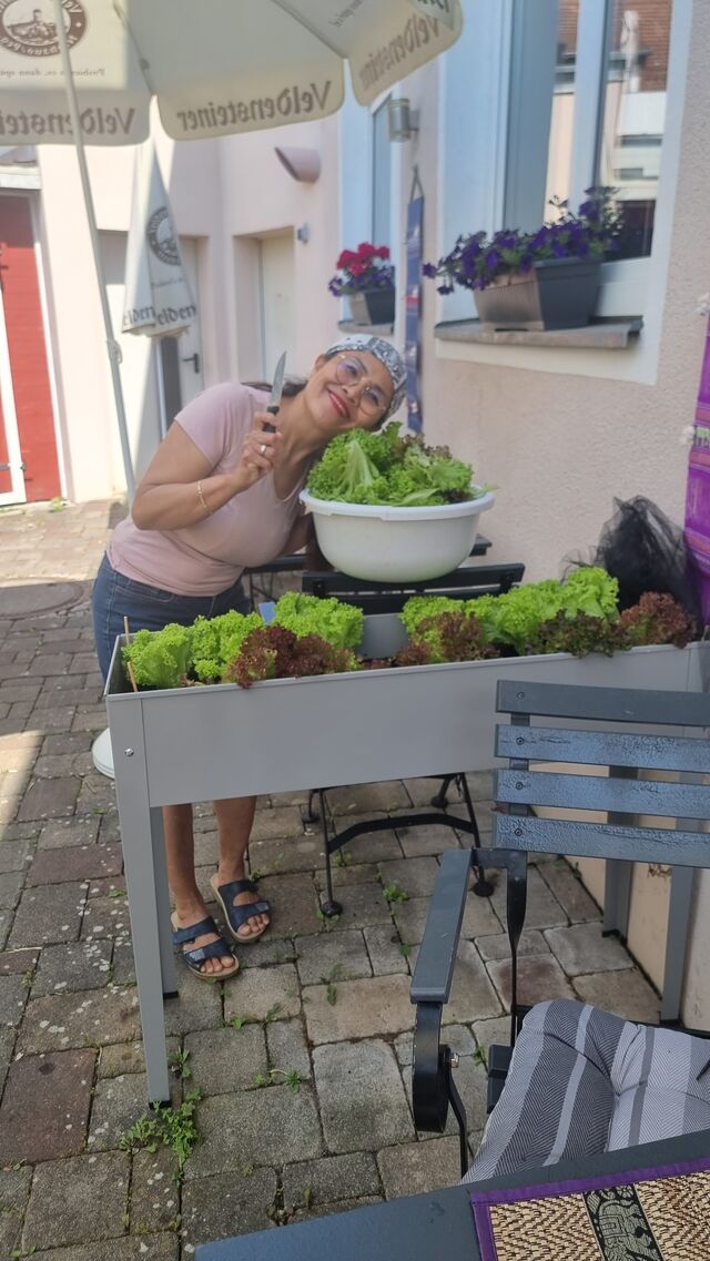 Frischer Salat Eigenanbau 