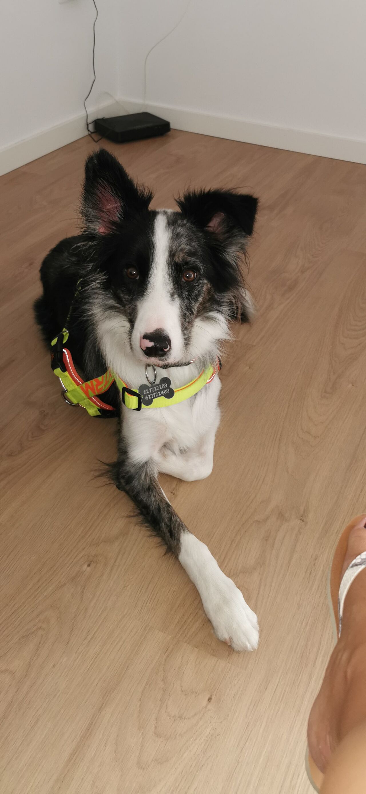 DaVinci un chico súper Educado 