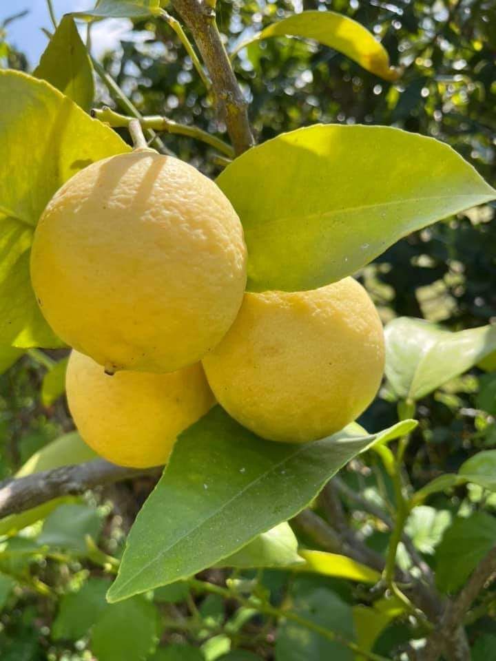 l'émerveillement devant les cadeaux de la nature,