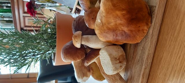 erfolgreich haben wir wunderschöne Steinpilze gefunden 