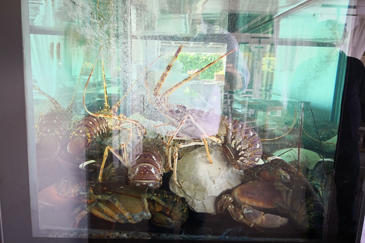 Il nostro acquario