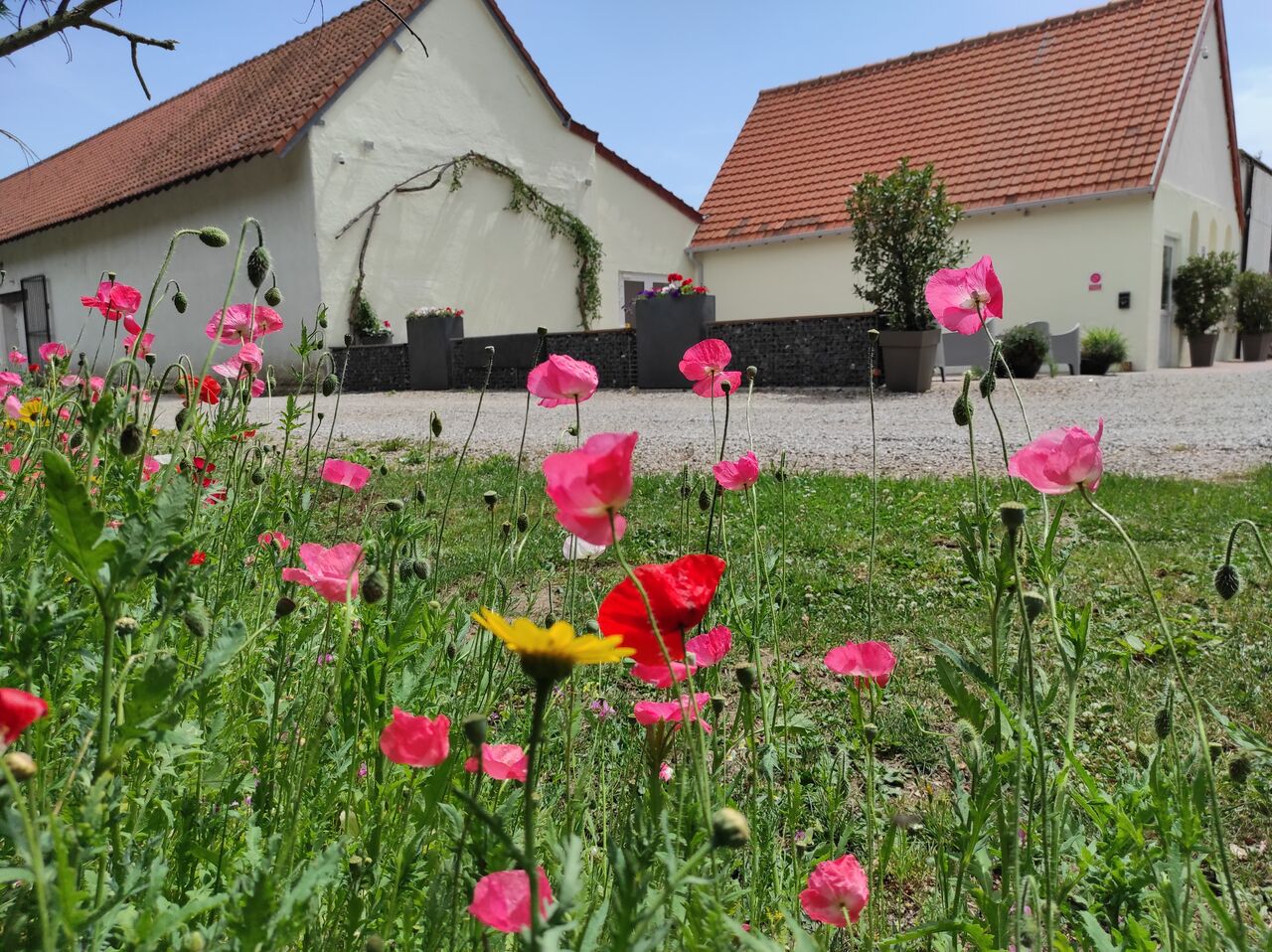 Gazon fleuri pour colorer votre jour de fête