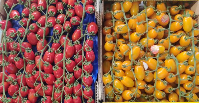 Pomodori Datterini Rossi & Gialli Siciliani