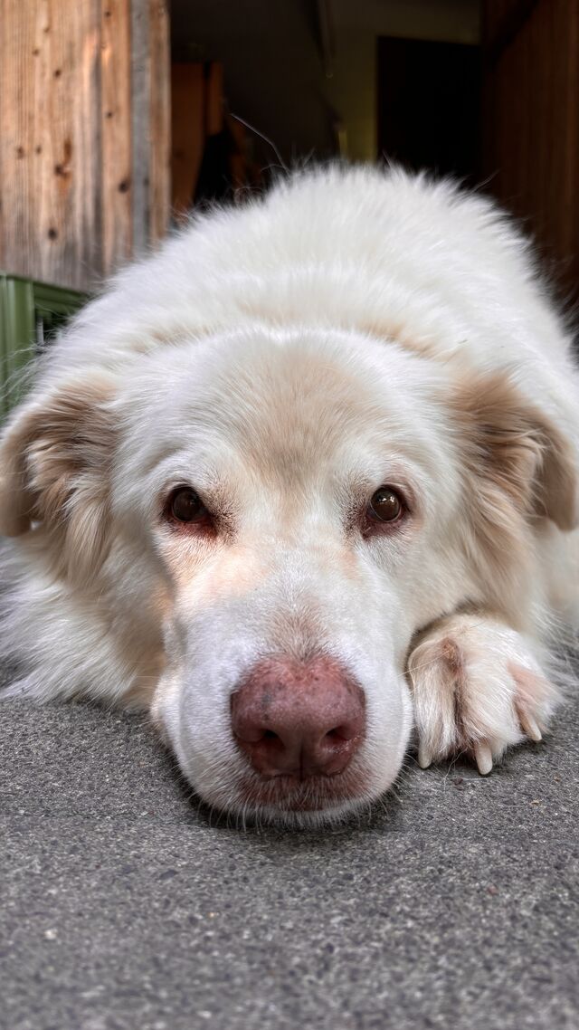 Ricky die Hofhündin