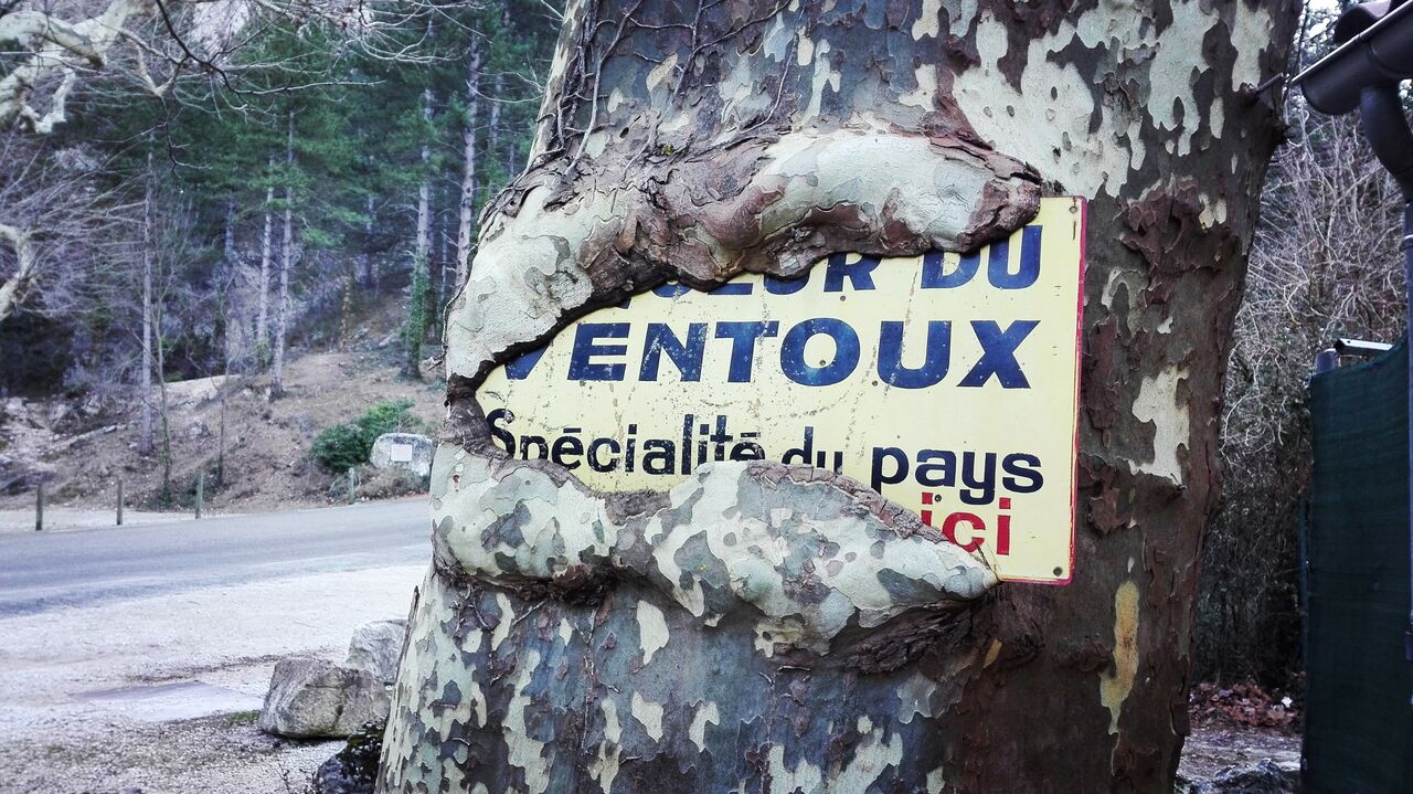 Notre platane ... vorace !