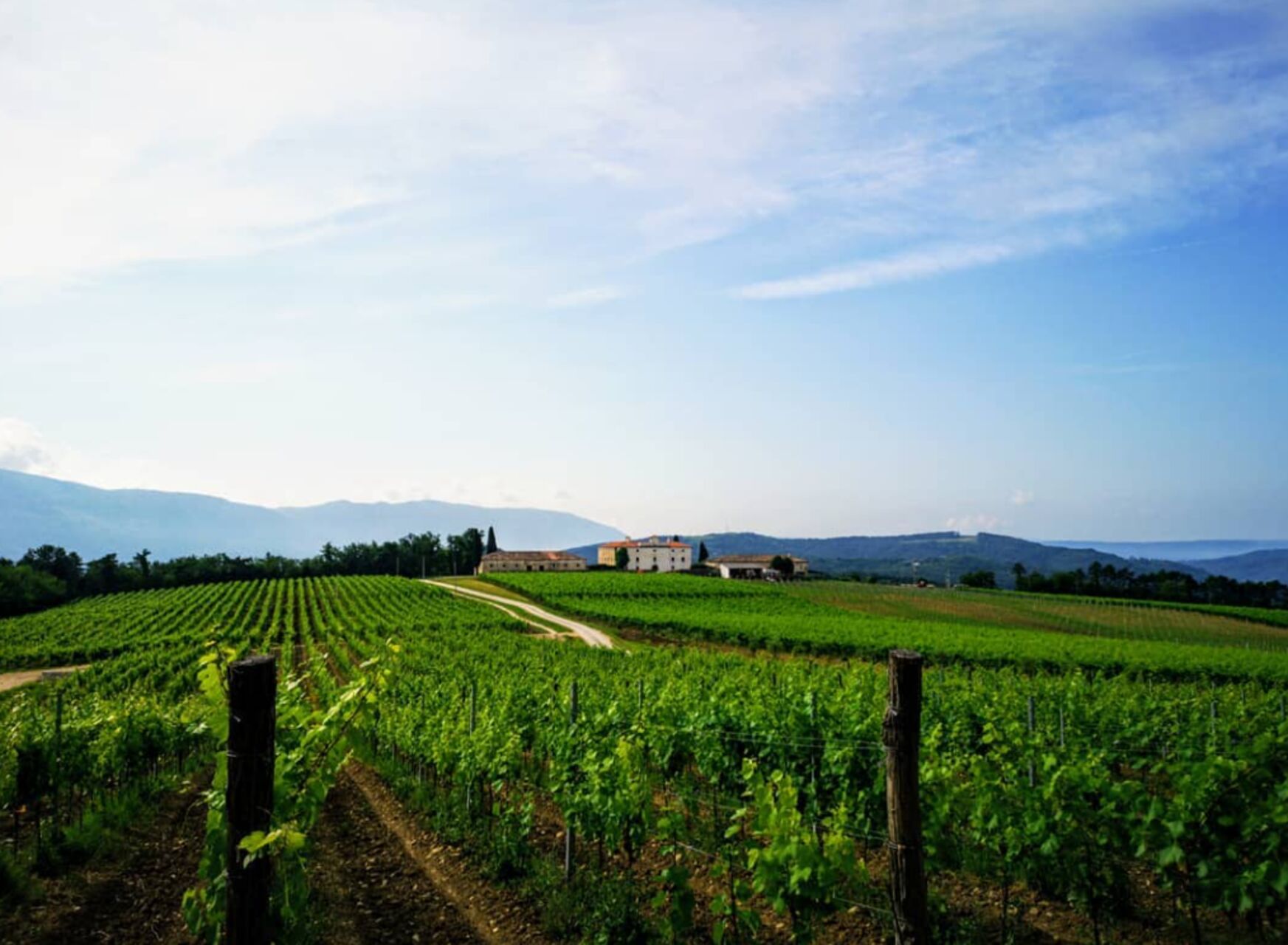VINOGRADI
