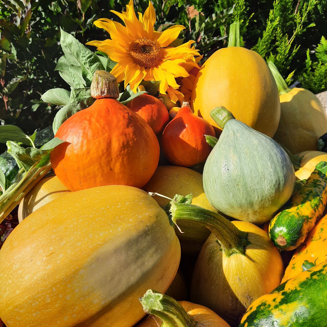jako pierwsza w Menu wystąpi Dynia Makaronowa - może pieczona z kurczakiem i pomidorami ?