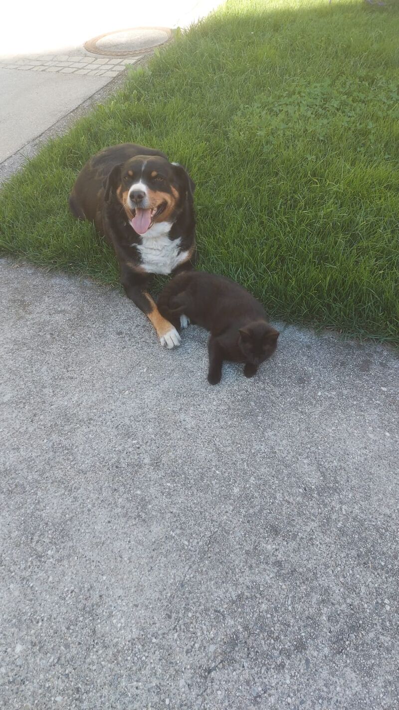 Hofhund Bella mit Zotter