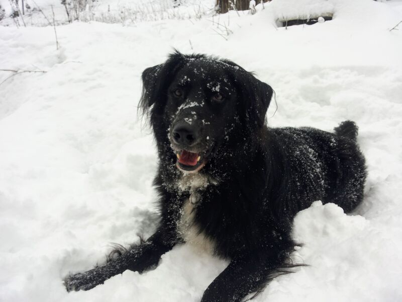 Hunde sind herzlich willkommen