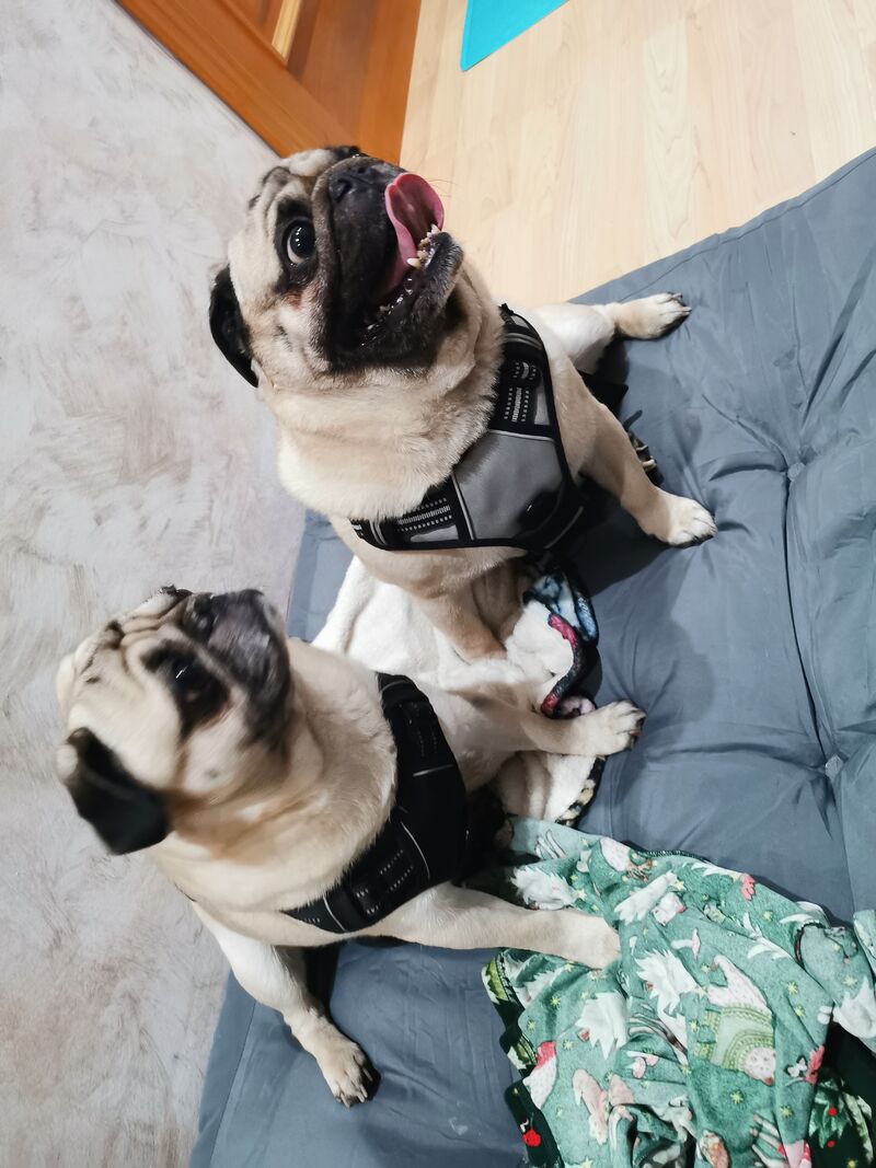 🐾Bowser y Wisley🐾