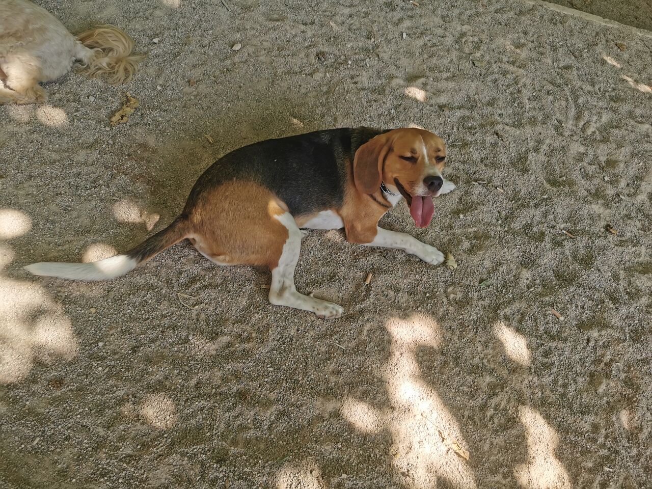 Max en su lugar favorito 😉