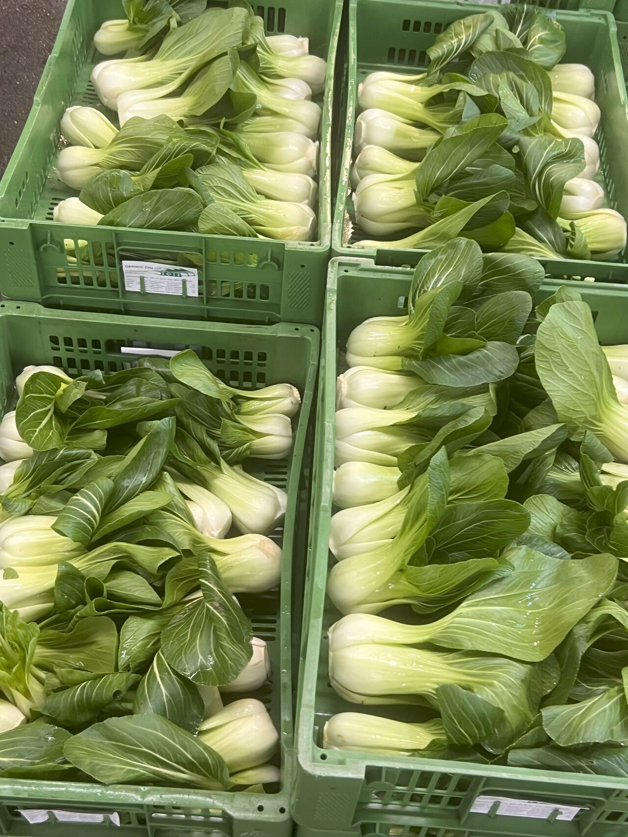 Frisch zählt!! Pak Choi