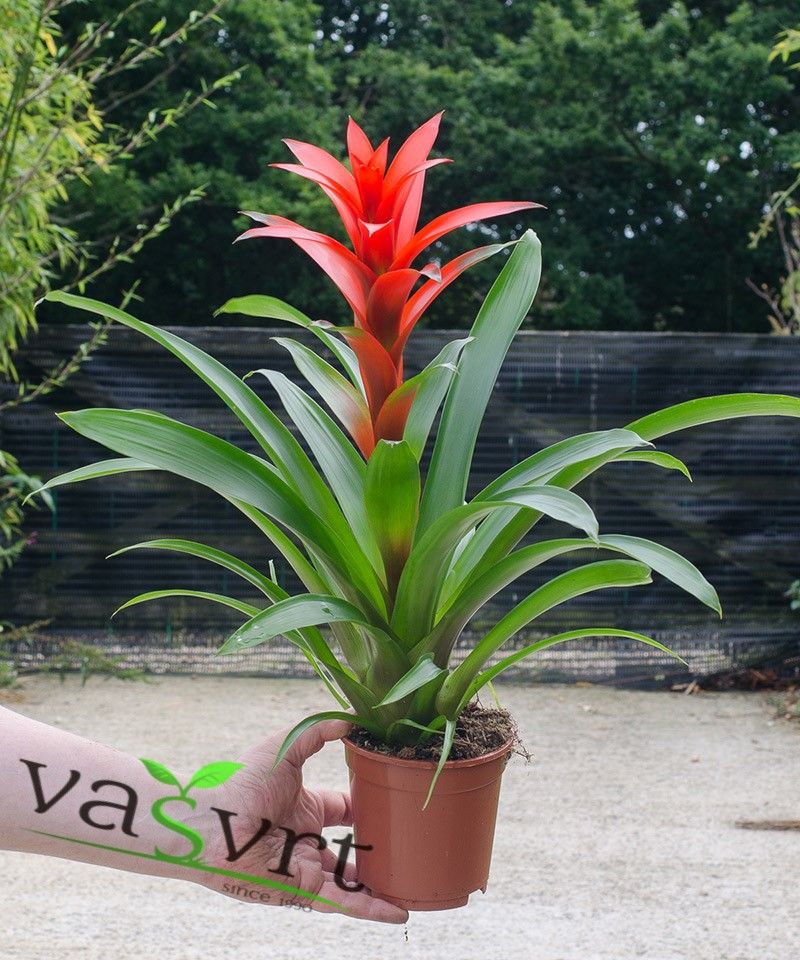 Guzmania