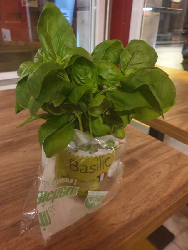 Réception de basilic frais chaque jour !